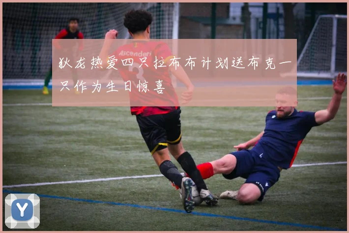狄龙热爱四只拉布布计划送布克一只作为生日惊喜